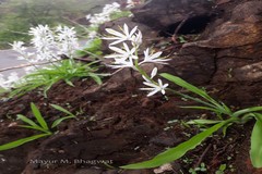 Chlorophytum borivilianum